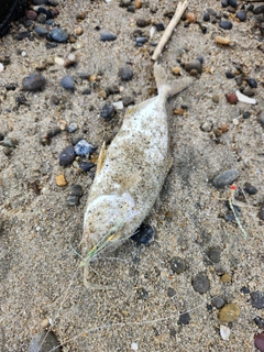 ショゴの釣果