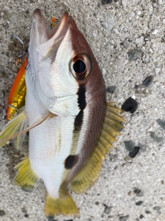 ヨコスジフエダイの釣果