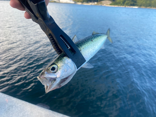 サバの釣果