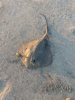 アカエイの釣果