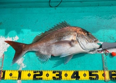 マダイの釣果