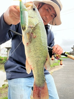 ブラックバスの釣果