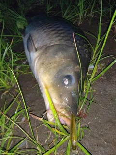 コイの釣果