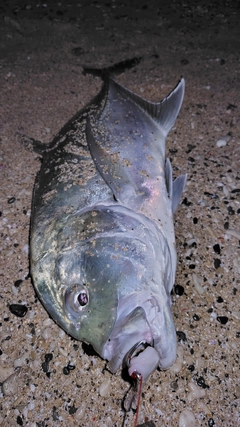 ロウニンアジの釣果