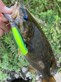 スモールマウスバスの釣果