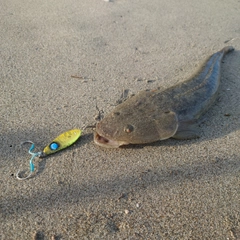 マゴチの釣果