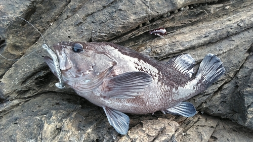 マゾイの釣果