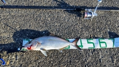 ショゴの釣果