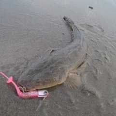 マゴチの釣果