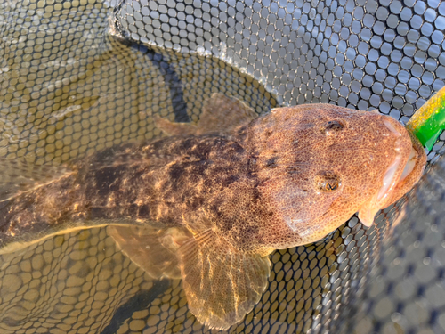 マゴチの釣果