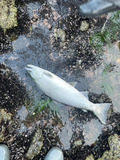 サクラマスの釣果