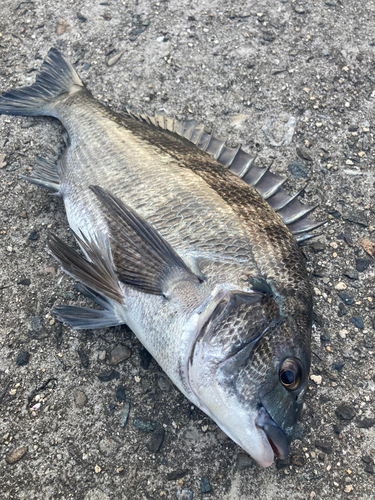 チヌの釣果