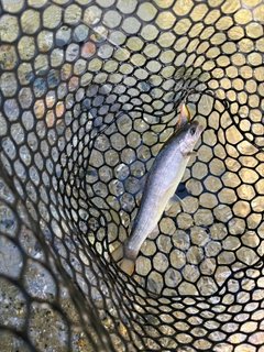 イワナの釣果