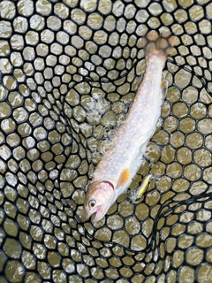 イワナの釣果