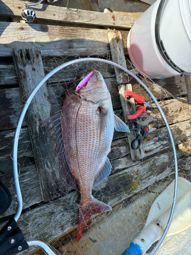 タイの釣果