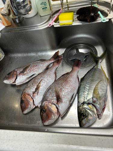 タイの釣果