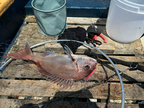 タイの釣果