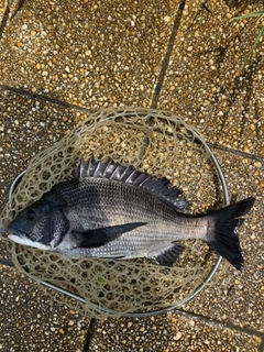 クロダイの釣果