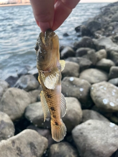 ハゼの釣果