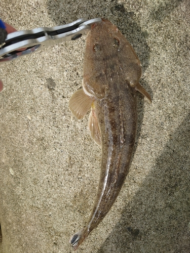 マゴチの釣果