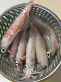 ケンサキイカの釣果