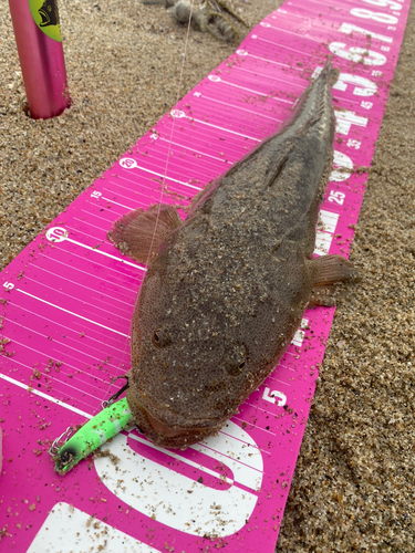 マゴチの釣果