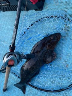 アイナメの釣果