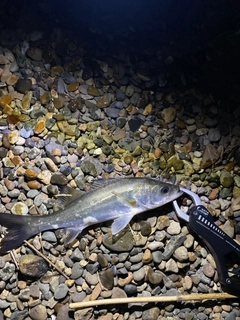 セイゴ（マルスズキ）の釣果