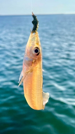 キスの釣果