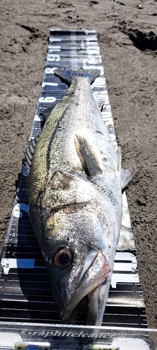 スズキの釣果