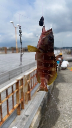 アカハタの釣果