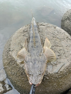 マゴチの釣果