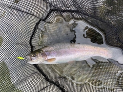 ニジマスの釣果