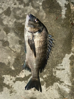 クロダイの釣果