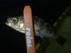 シロメバルの釣果