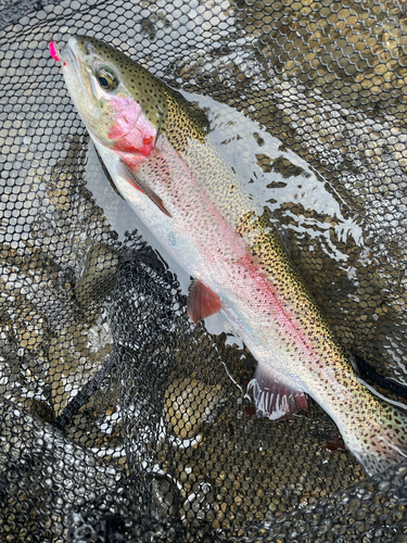 ニジマスの釣果