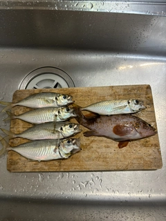 キジハタの釣果