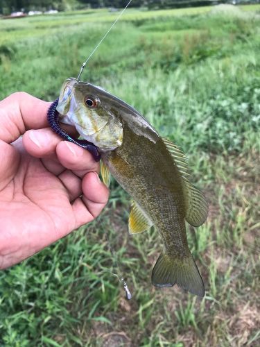 スモールマウスバスの釣果