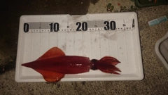 ケンサキイカの釣果