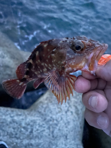 カサゴの釣果