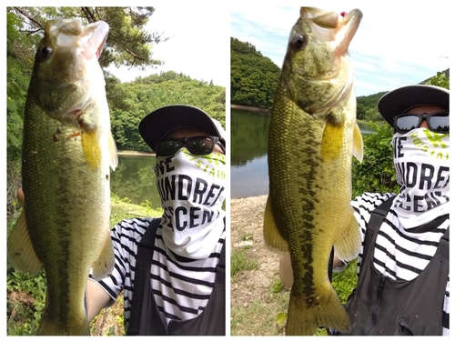 ブラックバスの釣果