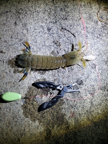 シャコの釣果