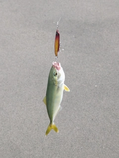 ワカシの釣果