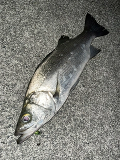 ヒラスズキの釣果