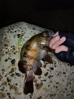 メバルの釣果