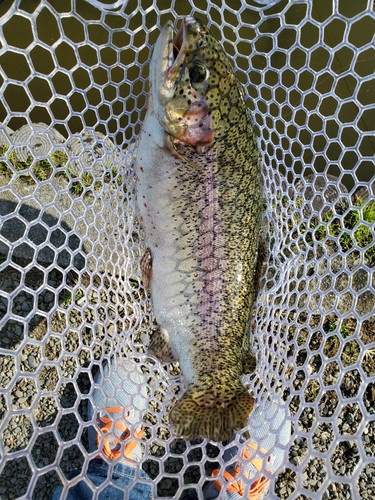 トラウトの釣果