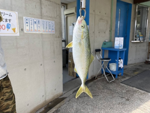 ツバスの釣果