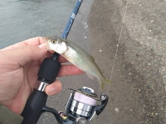 ハスの釣果