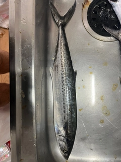 サゴシの釣果