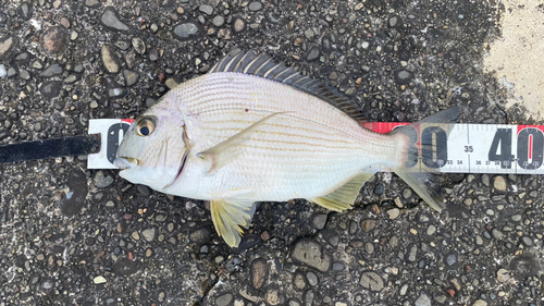 ヘダイの釣果